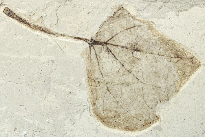 Fossil Leaf (Populus) - Green River Formation, Utah #256807